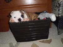 Bo Likes His Toys March 2011.webp