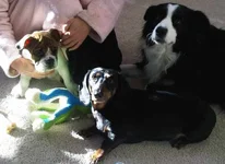 Daisy2.webp