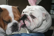 2010_0703Chestycadiandpuppies0007.webp