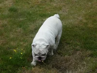 2008_0824Chesty_Cadi0029.webp
