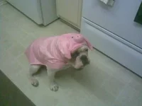 MrPig.webp