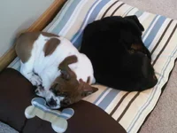 daisy3.webp