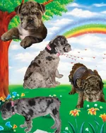 vodoo max_edited-1.webp