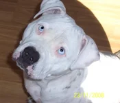 bonnie.webp