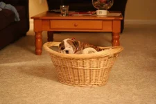 hailey2.webp