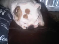 Otis.webp