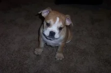 pup1.webp