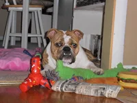 Picture's of Xmas 155.webp