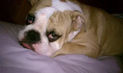 Brodie sleeping.webp
