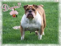 dixie.webp