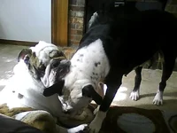 Picture0088.webp