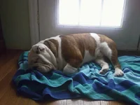 Gizmo Jan 2011.webp