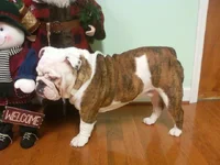 Gizmo 121810 I like the snowman.webp