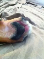ImageUploadedByTapatalk1308676886.043546.webp