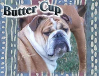 Butter Cup's face.webp