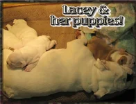 laceypups.webp