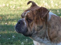 My Dogs 030.webp