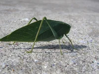 bug 013.webp
