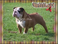 willieBJ.webp