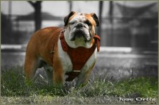 IMG_7012.jpg IMG_7012.jpg