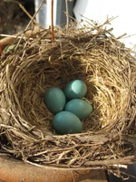 spring 2010 011.webp