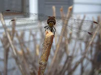 more closeups 003.webp