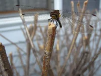 more closeups 002.webp