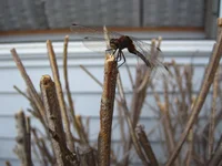 more closeups 001.webp