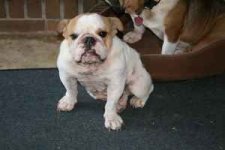 english bulldog3.jpg