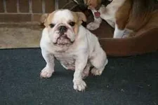 english bulldog3.webp