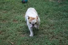 english bulldog 2.webp