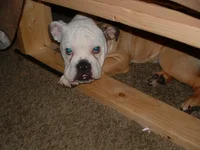 innocent.webp