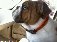louie new collar.jpg louie new collar.jpg