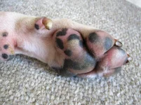 leroy paw 002.webp