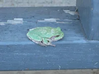 too cold for frogs 008.webp