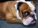bulldog pic.webp bulldog pic.webp