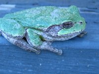 too cold for frogs 004.jpg