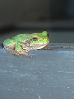 too cold for frogs 010.webp