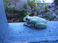 too cold for frogs 001.jpg