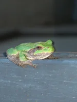 too cold for frogs 011.webp