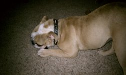 Brodie collar.jpg Brodie collar.jpg