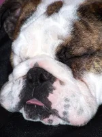 bullet tongue out2.webp