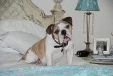 chanch on bed.webp