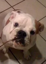 ginger[1].webp