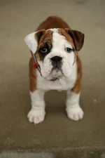 hailey11weeks.webp