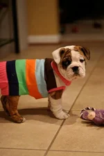 hailey_sweater.webp