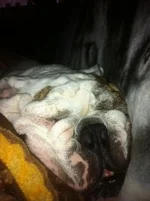 he will sleep anywhere.webp