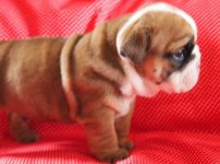 sammy (2).jpg sammy (2).jpg