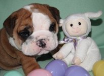 Baby Samson (2).jpg Baby Samson (2).jpg