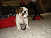Christmas 2010 275.webp